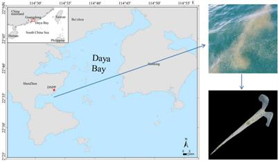 Effects of Seawater Temperature and Salinity on Physiological Performances of Swimming Shelled Pteropod Creseis acicula During a Bloom Period